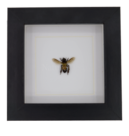Nature Deco Apis dorsata (giant honeybee) in luxury 3D frame