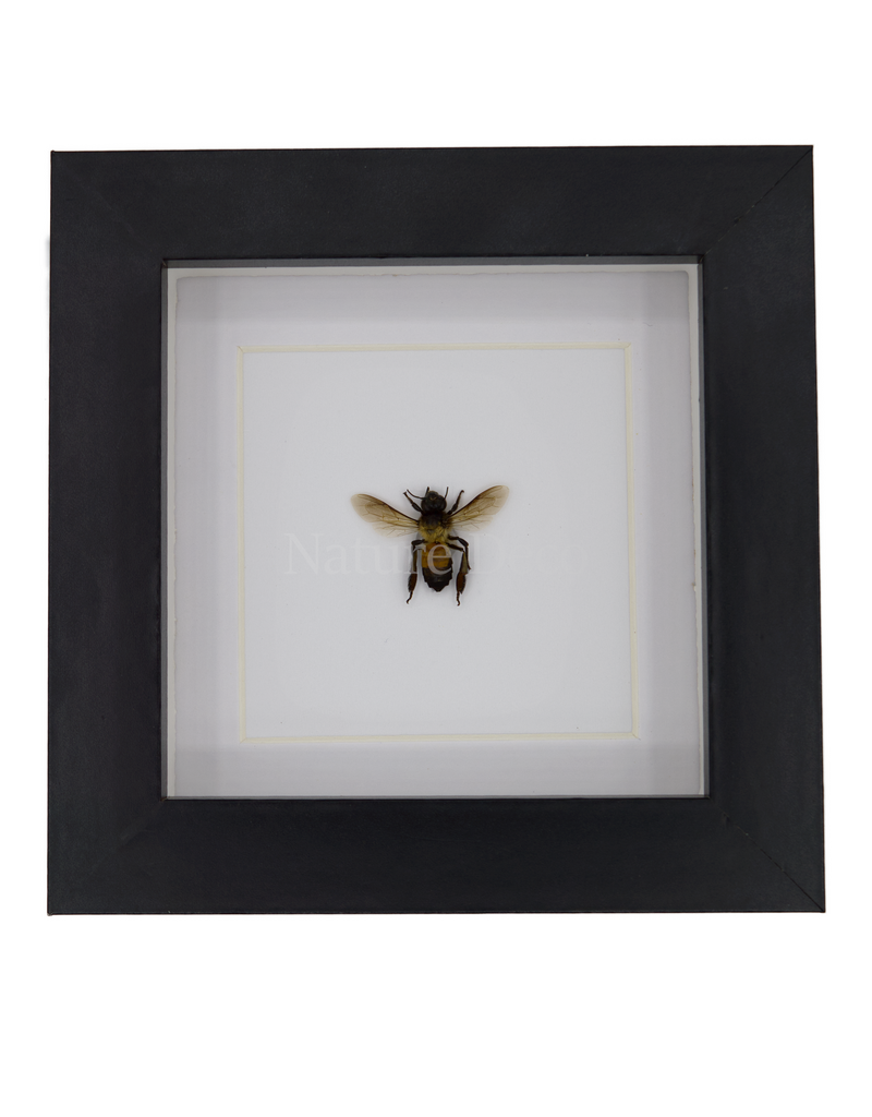 Nature Deco Apis dorsata (giant honeybee) in luxury 3D frame 12 x 12 cm