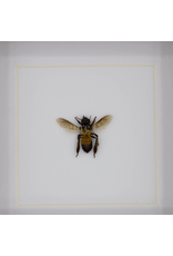 Nature Deco Apis dorsata ( reuze honingbij ) in luxe 3d lijst 12 x 12 cm