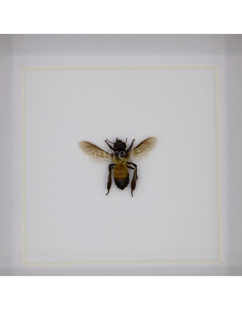 Nature Deco Apis dorsata ( reuze honingbij ) in luxe 3d lijst 12 x 12 cm