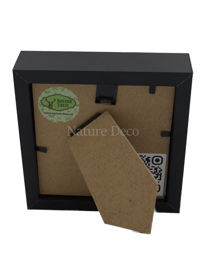 Nature Deco Apis dorsata ( reuze honingbij ) in luxe 3d lijst 12 x 12 cm
