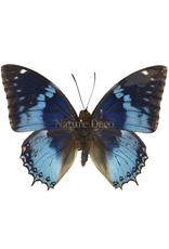 . Unmounted  Charaxes Smaragdalis