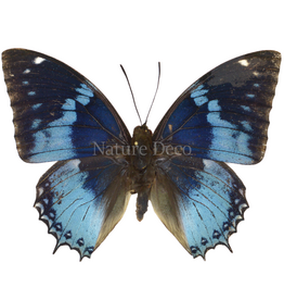 . Unmounted  Charaxes Smaragdalis