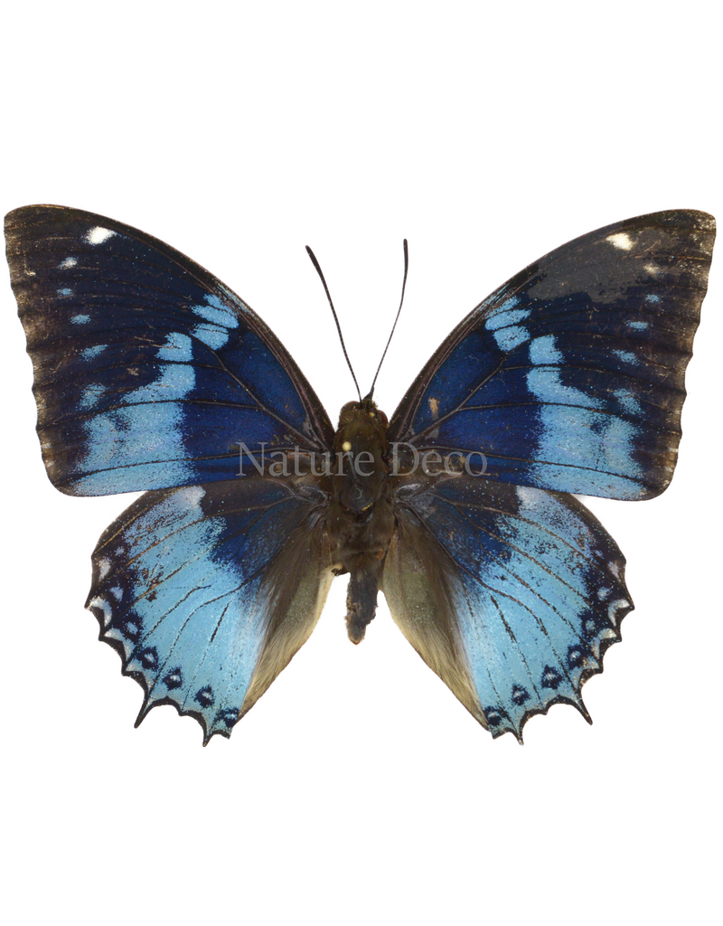 . Ongeprepareerde Charaxes Smaragdalis