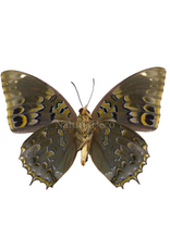 . Unmounted  Charaxes Smaragdalis