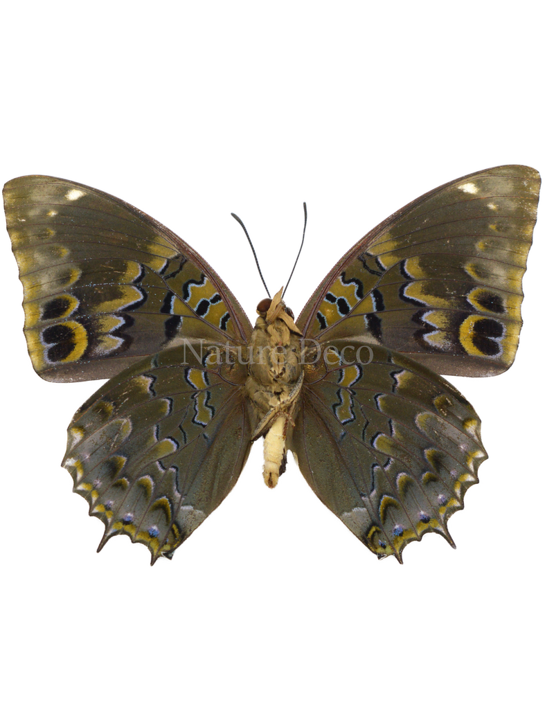 . Unmounted  Charaxes Smaragdalis