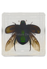 . Colorful scarab open wings in resin