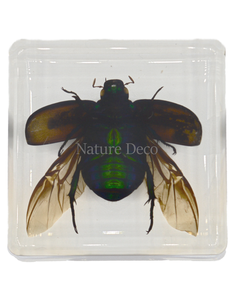 . Colorful scarab open wings in resin