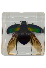 . Colorful scarab open wings in resin