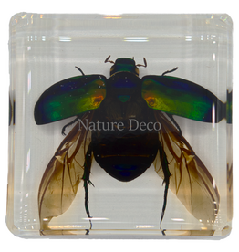 . Colorful scarab open wings in resin