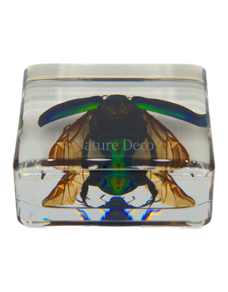 . Colorful scarab open wings in resin