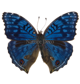 . Unmounted Junonia rhadama