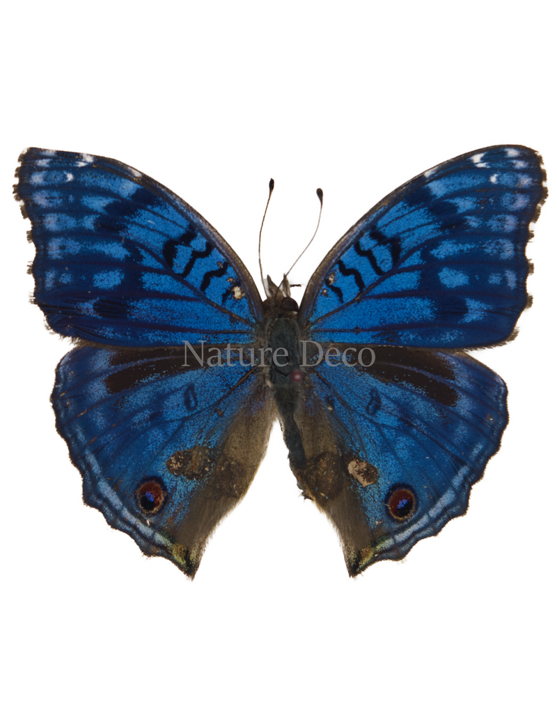 . Unmounted Junonia rhadama