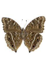 . Ongeprepareerde Junonia rhadama