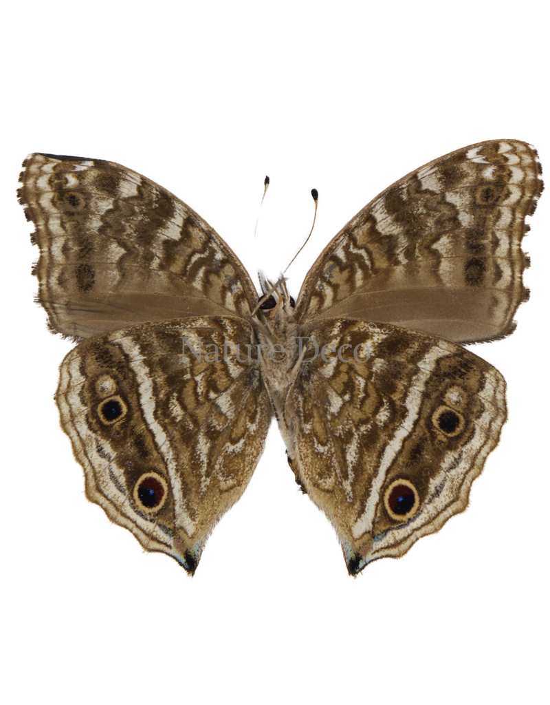 . Ongeprepareerde Junonia rhadama