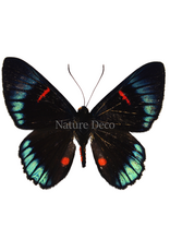 . Unmounted Necyria duellona