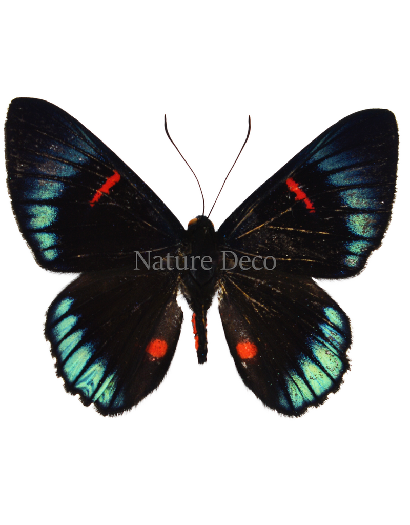 . Unmounted Necyria duellona