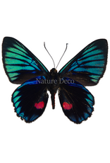 . Unmounted Necyria duellona