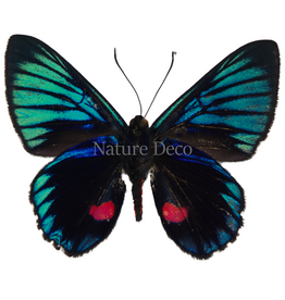 . Unmounted Necyria duellona