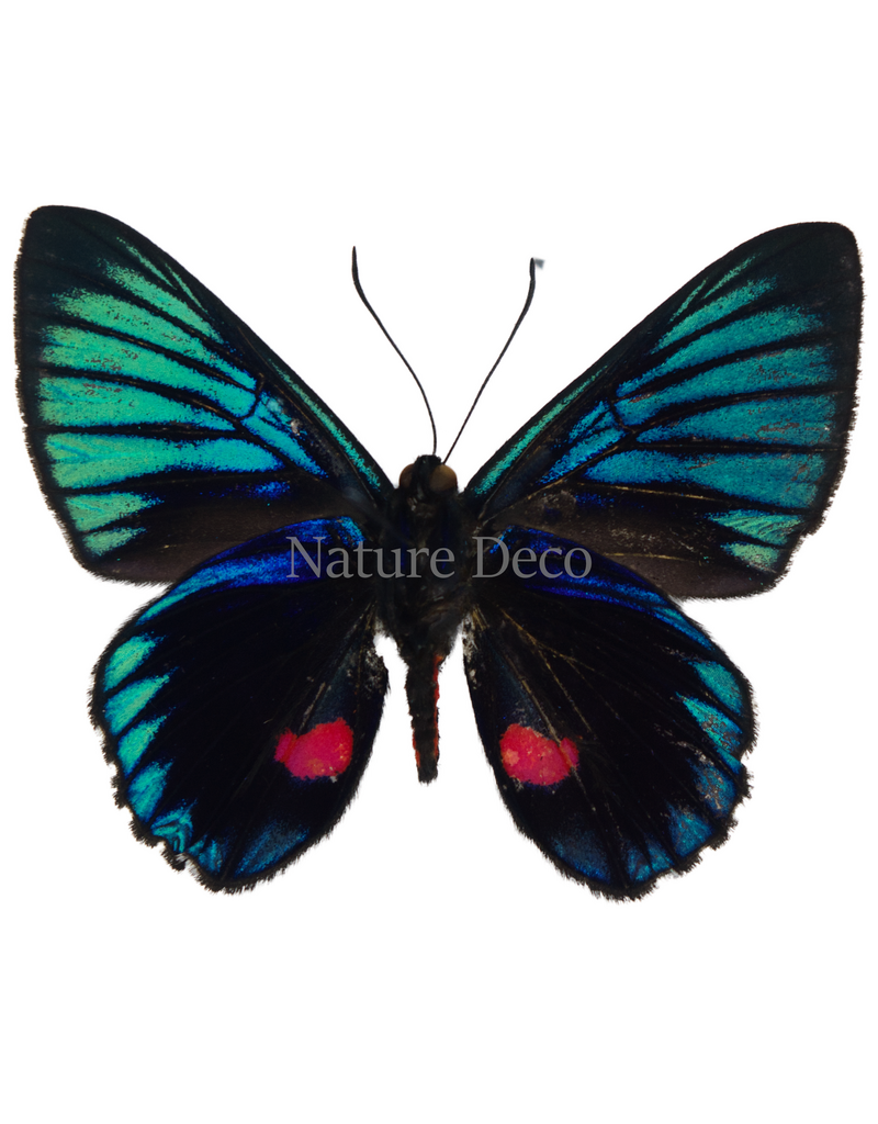 . Unmounted Necyria duellona
