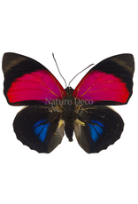. Ongeprepareerde Agrias Claudina Man