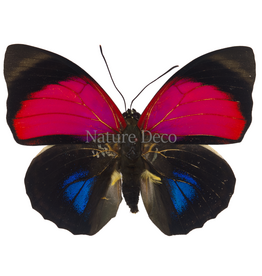 . Ongeprepareerde Agrias Claudina man
