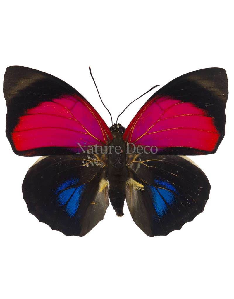 . Ongeprepareerde Agrias Claudina Man