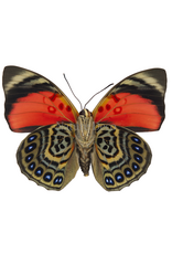 . Unmounted Agrias Claudina Male