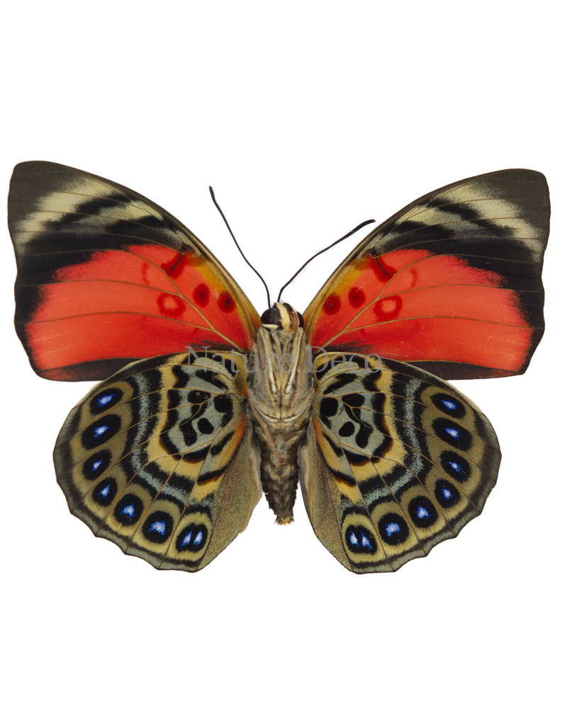 . Unmounted Agrias Claudina Male
