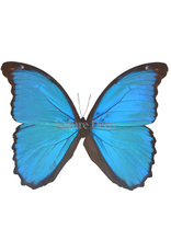 . Unmounted Morpho Didius