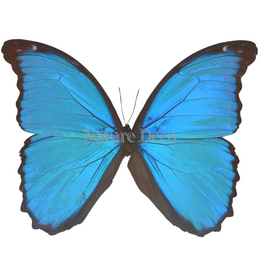 . Ongeprepareerde Morpho Didius