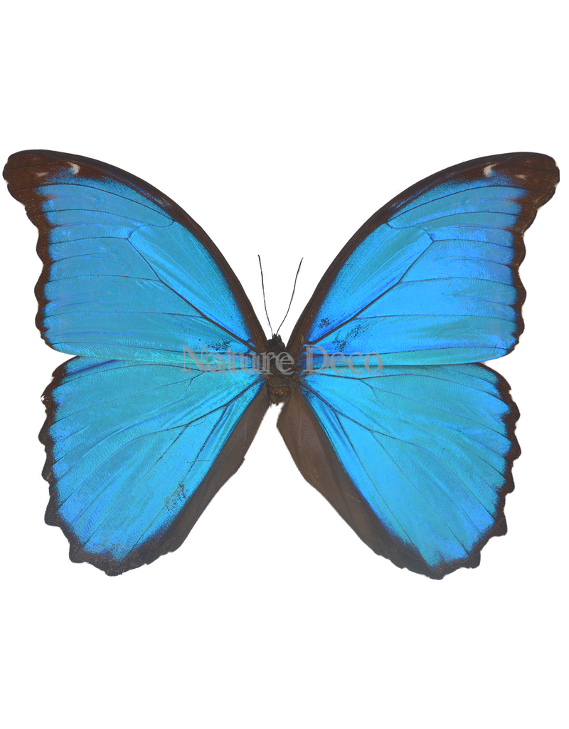. Unmounted Morpho Didius