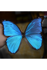 . Ongeprepareerde Morpho Didius