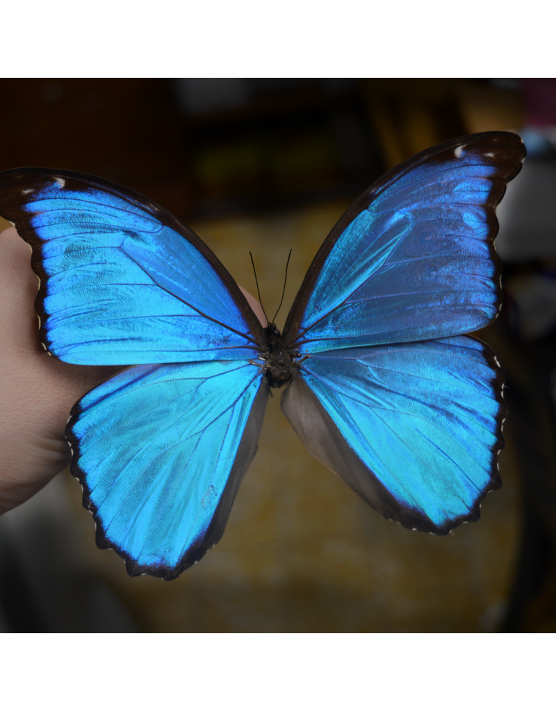 . Unmounted Morpho Didius