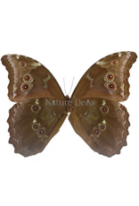 . Unmounted Morpho Didius
