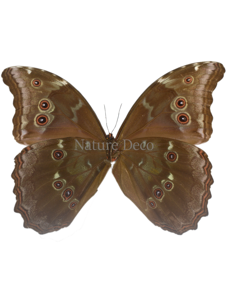 . Ongeprepareerde Morpho Didius