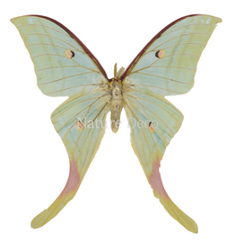 . Unmounted  Actias Selene