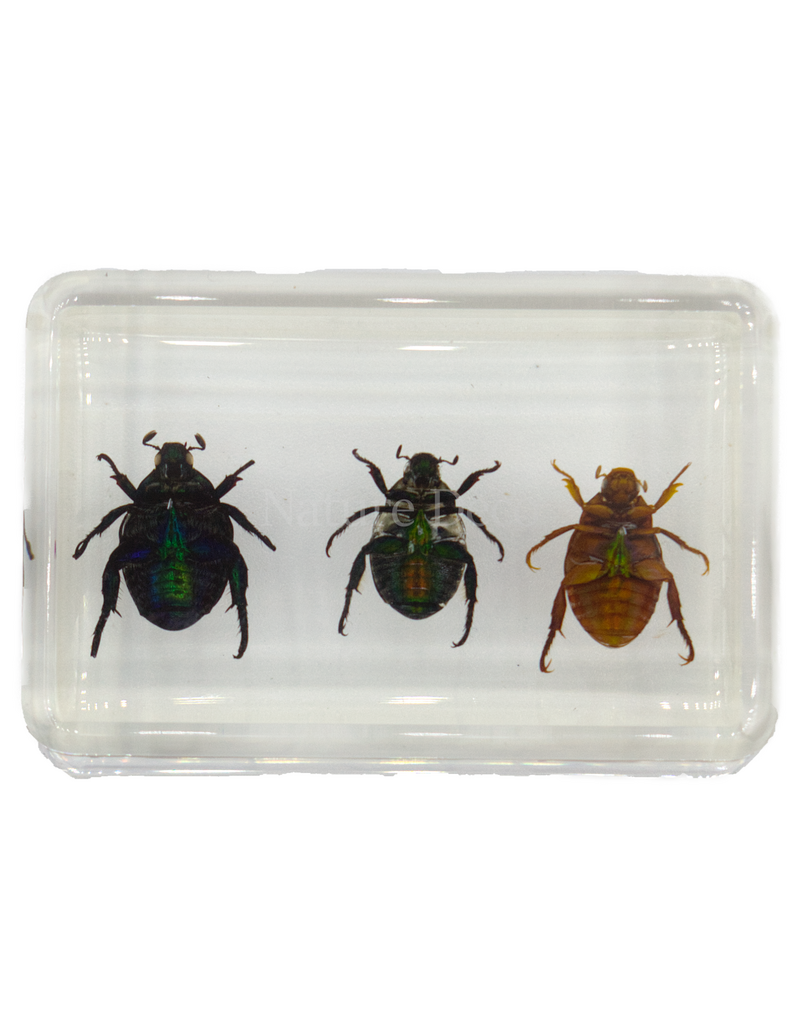 . Kever trio in hars 4,5 x 3 x 1,5 cm