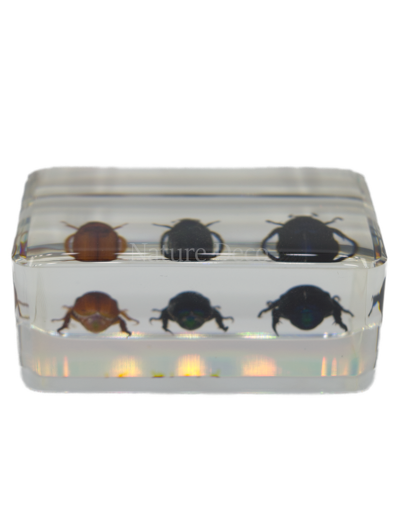 . Kever trio in hars 4,5 x 3 x 1,5 cm