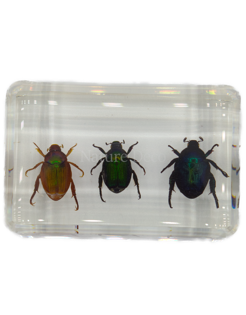 . Kever trio in hars 4,5 x 3 x 1,5 cm