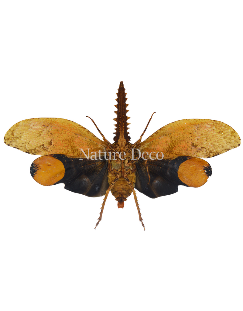 . Unmounted Cathedra serrata (Saw-nosed planthopper/Chainsaw planthopper)