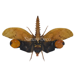 . Unmounted Cathedra serrata
