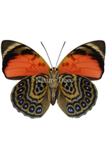 . Ongeprepareerde Agrias Claudina vrouw