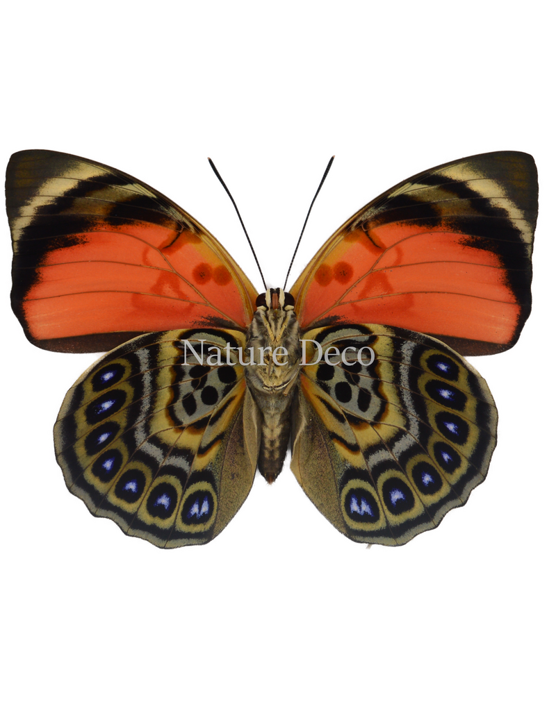 . Unmounted Agrias Claudina female