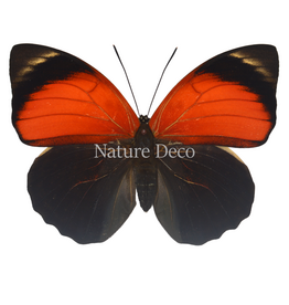 . Unmounted Agrias Claudina female