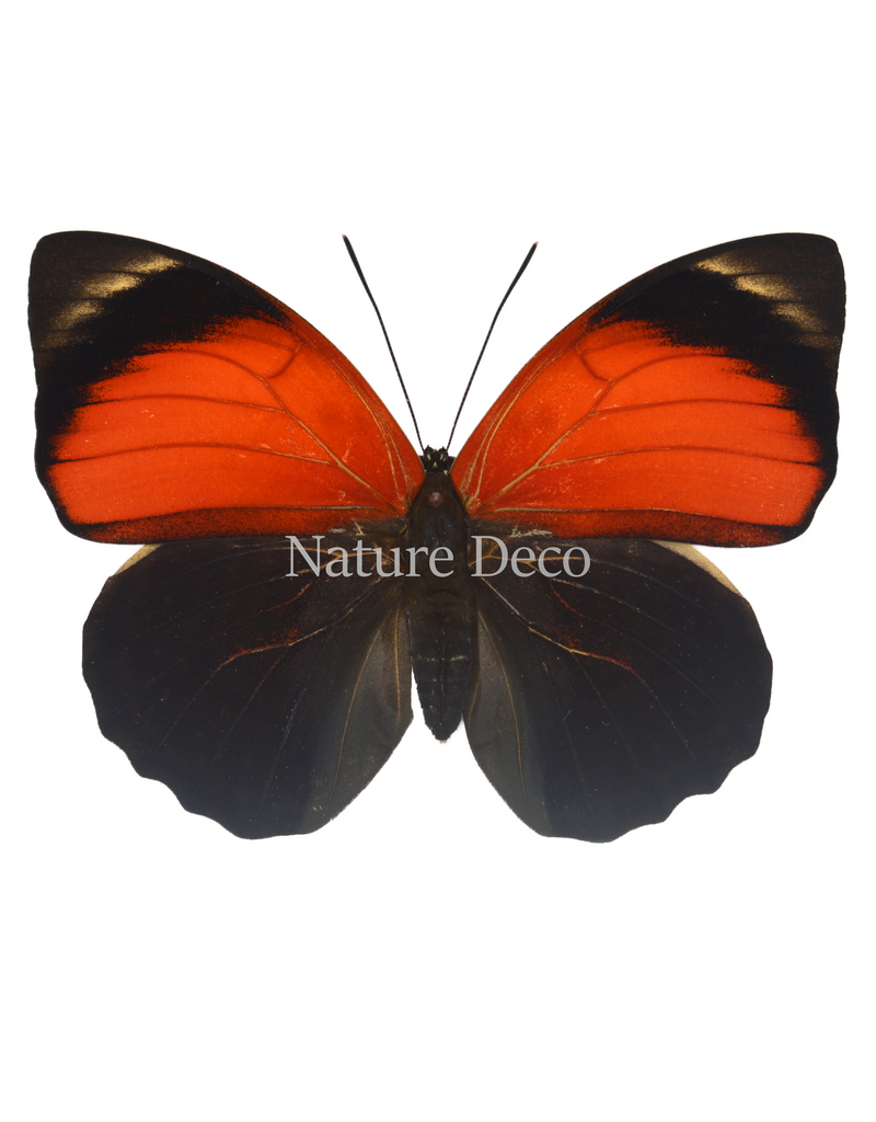 . Unmounted Agrias Claudina female