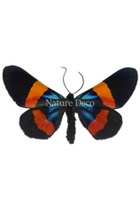 . Unmounted / dried  Miliona Drucei