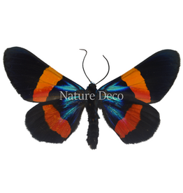 . Unmounted Miliona Drucei