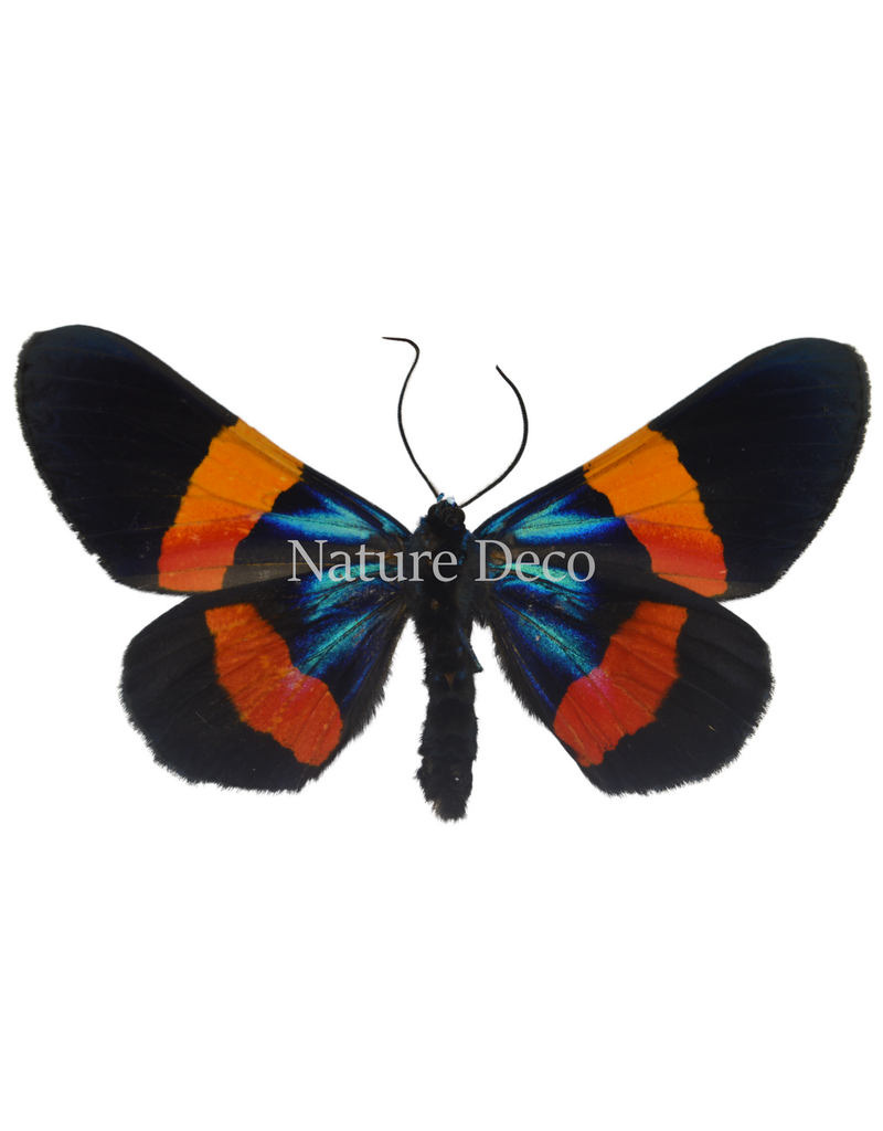 . Unmounted / dried  Miliona Drucei