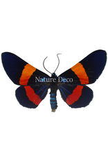 . Unmounted / dried  Miliona Drucei